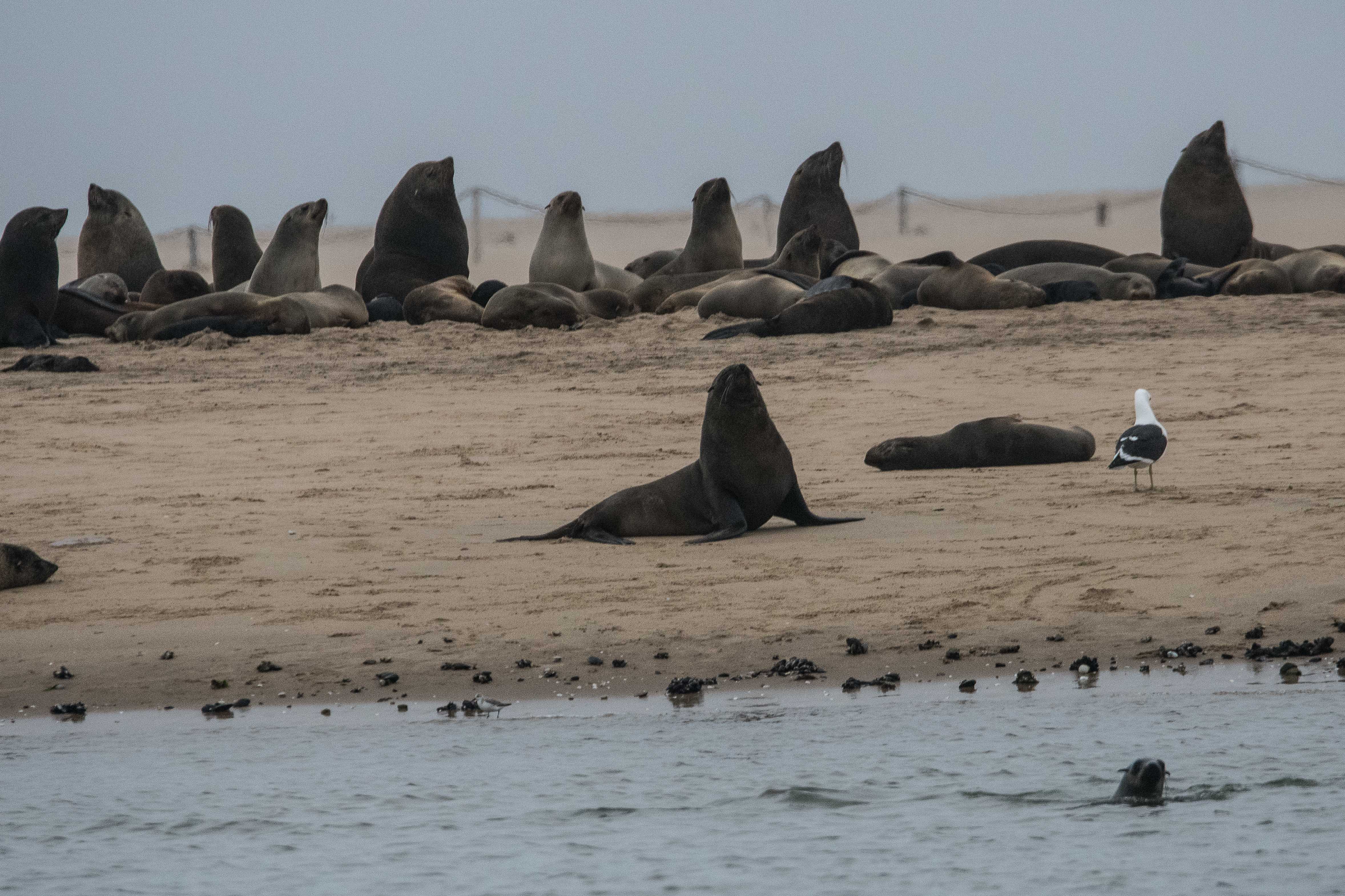 Otaries à fourrure de Namibie (South-African Fur-seal, Arctocephalus pusillus), le coin des mâles, colonie de Walvis Bay, Namibie.